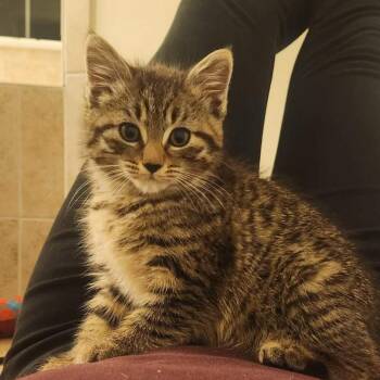 Kiri FKA Elle -  Domestic Short Hair Cat for Adoption in Waldorf, Maryland - Kiri FKA Elle | PetCurious