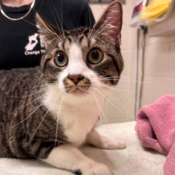 Deacon -  Domestic Short Hair Cat for Adoption in Murray, Utah - Deacon | PetCurious