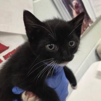Kumquat -  Domestic Short Hair Cat for Adoption in Chattanooga, Tennessee - Kumquat | PetCurious
