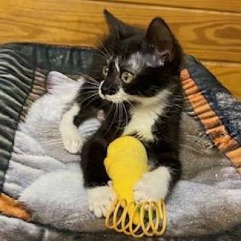 Elena -  Tuxedo Cat for Adoption in Southern Pines, North Carolina - Elena | PetCurious