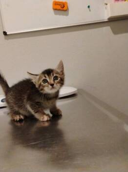 Rescue Domestic Short Hair Cats for Adoption in Port St. Joe, Florida - Paprika | PetCurious