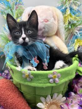 Domestic Medium Hair Cats Available for Adoption - Figaro | PetCurious