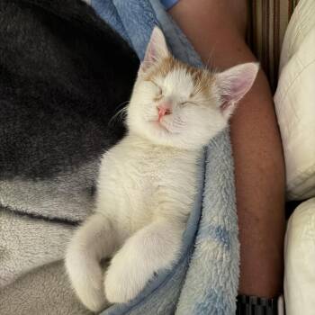 Tasty Ham -  Domestic Short Hair Cat for Adoption in Fredericksburg, Virginia - Tasty Ham | PetCurious