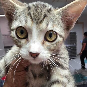 Pretzel -  Domestic Short Hair Cat for Adoption in Leander, Texas - Pretzel | PetCurious
