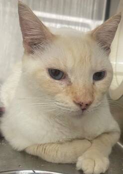 Siamese Cats Available for Adoption in Kemp, Texas - Denver | PetCurious