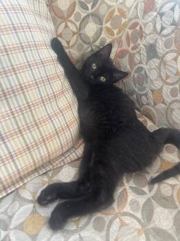 Domestic Short Hair Cats Available for Adoption in New York, New York - Sean (and Kyle) | PetCurious