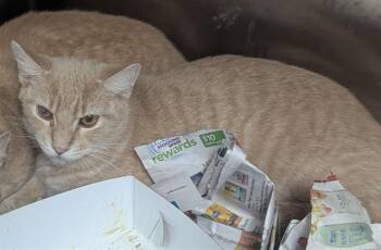 Domestic Short Hair Cats Available for Adoption - SIMON | PetCurious