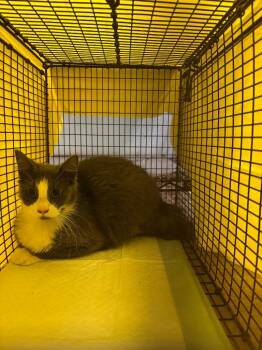 Domestic Short Hair Cats Available for Adoption in New Braunfels, Texas - Scott Cat 3 | PetCurious