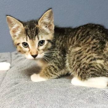 Maui -  Domestic Short Hair Cat for Adoption in Lakeland, Florida - Maui | PetCurious