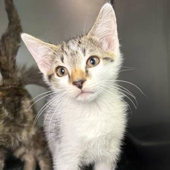 Rebel -  Domestic Short Hair Cat for Adoption in Asheville, North Carolina - Rebel | PetCurious