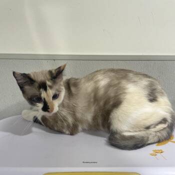 Serena -  Snowshoe Cat for Adoption in Tampa, Florida - Serena | PetCurious