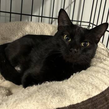 0626-117 - Violet -  Domestic Short Hair Cat for Adoption in Abingdon, Maryland - 0626-117 - Violet | PetCurious