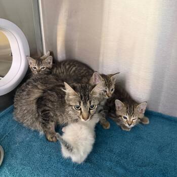 Eagle -  Domestic Short Hair Cat for Adoption in Madisonville, Tennessee - Eagle | PetCurious