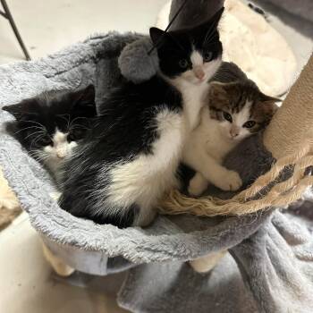 Rescue Domestic Medium Hair Cats for Adoption in Union, Missouri - Faith | PetCurious