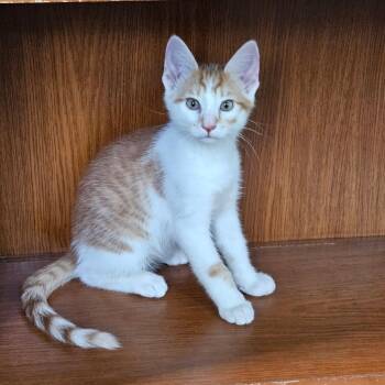 Simba -  Domestic Short Hair Cat for Adoption in Shorewood, Illinois - Simba | PetCurious