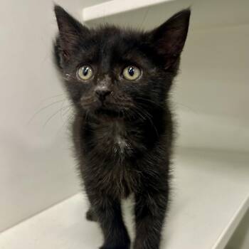 Cordy -  Domestic Short Hair Cat for Adoption in Saint Joseph, Missouri - Cordy | PetCurious