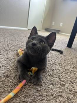 Russian Blue Cats Available for Adoption in Phoenix, Arizona - Peter | PetCurious