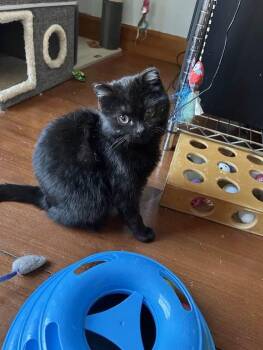 Domestic Medium Hair Cats Available for Adoption - Bonnet | PetCurious