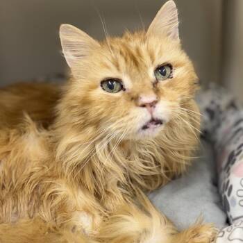 Domestic Long Hair Cats Available for Adoption in Ridgely, Maryland - Mac | PetCurious