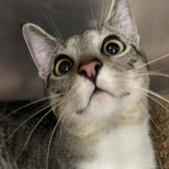 Uriah -  Domestic Short Hair Cat Available for Adoption in Allentown, Pennsylvania - Uriah | PetCurious