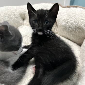 Domestic Short Hair Cats Available for Adoption in Long Beach, California - Rose | PetCurious