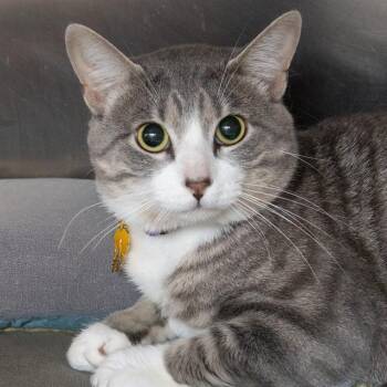 LENNY -  Domestic Short Hair Cat for Adoption in St. Louis, Missouri - LENNY | PetCurious