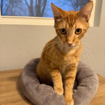 Domestic Short Hair Cats Available for Adoption in Green Bay, Wisconsin - Donnie | PetCurious