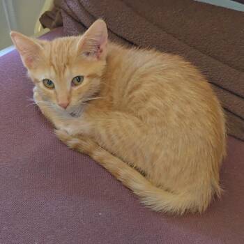 Jacolyn -  Domestic Medium Hair Cat for Adoption in League City, Texas - Jacolyn | PetCurious