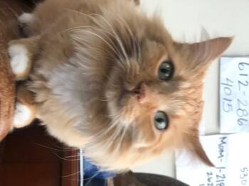 Rescue Domestic Long Hair Cats for Adoption in Farmington, Minnesota - Herbie ***COURTESY POST*** | PetCurious