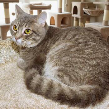 Russian Blue and Bengal Cats Available for Adoption in Oakwood, Georgia - GRAPHITE - RUSSIAN BLUE - BENGAL MIX BOY! | PetCurious