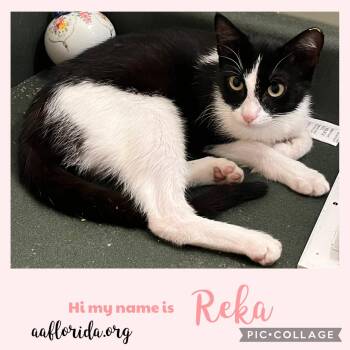 Tuxedo and Domestic Short Hair Cats Available for Adoption in Pensacola, Florida - Reka | PetCurious