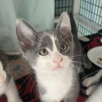 Papageno -  Domestic Short Hair Cat for Adoption in Chicago, Illinois - Papageno | PetCurious