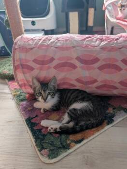 Riesling -  Domestic Short Hair Cat for Adoption in San Antonio, Texas - Riesling | PetCurious