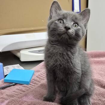 June -  Domestic Short Hair Cat for Adoption in Milan, Illinois - June | PetCurious