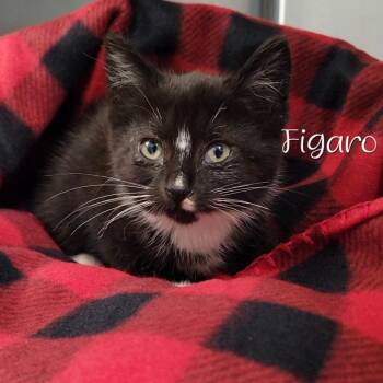 Figaro -  Domestic Short Hair Cat for Adoption in Parkersburg, West Virginia - Figaro | PetCurious