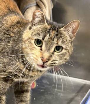 Kittance -  Domestic Short Hair Cat for Adoption in Golden, Colorado - Kittance | PetCurious