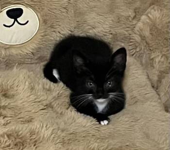 ARCHIE -  Domestic Short Hair Cat for Adoption in Charlotte, North Carolina - ARCHIE | PetCurious