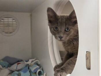 FRANK -  Domestic Short Hair Cat for Adoption in Kent, Washington - FRANK | PetCurious