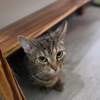 Juliet -  Domestic Short Hair Cat for Adoption in Muncie, Indiana - Juliet | PetCurious