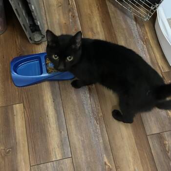 Phillip -  Domestic Short Hair Cat for Adoption in Yorktown, Indiana - Phillip | PetCurious