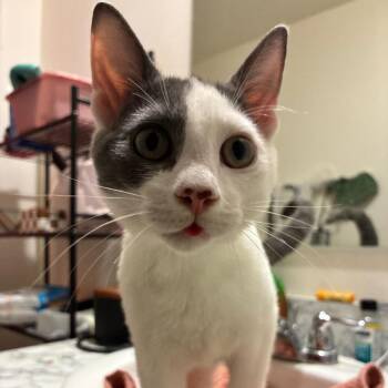 Peter Pan -  Domestic Short Hair Cat for Adoption in Titusville, Florida - Peter Pan | PetCurious