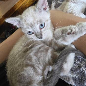 Smeagol -  Siamese Cat for Adoption in Lee