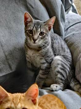 Rescue Domestic Short Hair Cats for Adoption in Marion, North Carolina - Greenlee | PetCurious