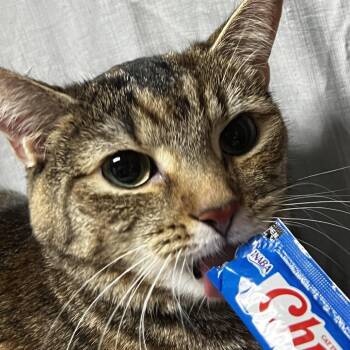 Domestic Short Hair Cats Available for Adoption in Raleigh, North Carolina - Tiger Lilly | PetCurious