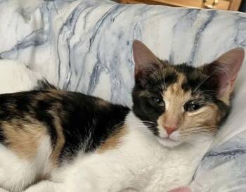 Domestic Short Hair Cats Available for Adoption - Glinda | PetCurious
