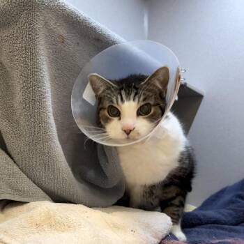 Suleiman -  Domestic Short Hair Cat for Adoption in Pittsburgh, Pennsylvania - Suleiman | PetCurious