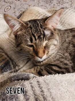 Rescue Domestic Short Hair Cats for Adoption in Dauphin, Manitoba - Seven | PetCurious