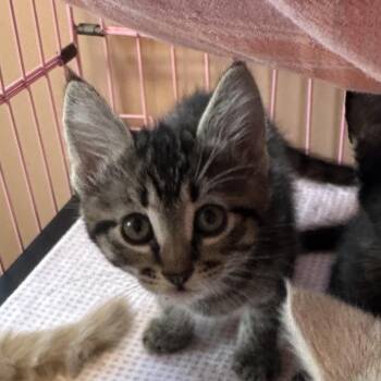 Bartolina -  Domestic Short Hair Cat for Adoption in Priest River, Idaho - Bartolina | PetCurious