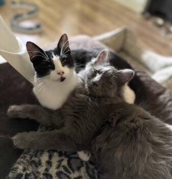 Maddy & Terry -  Domestic Medium Hair Cat Available for Adoption in Prescott, Arizona - Maddy & Terry | PetCurious