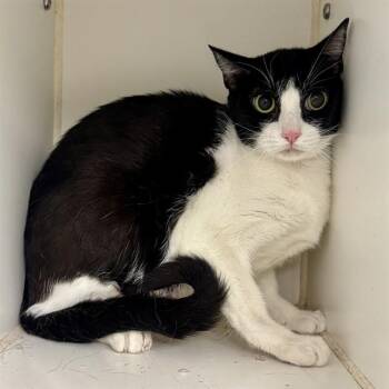 Domestic Short Hair Cats Available for Adoption in Riverside, California - KAZZ | PetCurious